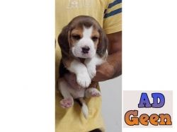 used Beagle male for sale 